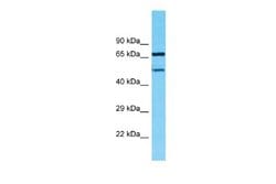 TMEM232 Rabbit anti-Human, Polyclonal, Novus Biologicals 0.1 mL | Buy Online | Novus Biologicals | Fisher Scientific